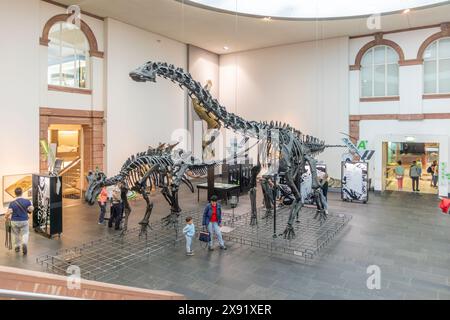 Frankfurt - 21. Mai 2024: Dinosaurierskelette im Frankfurter Senckenberg-Museum Stockfoto