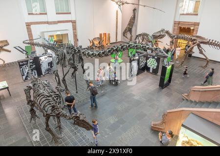 Frankfurt - 21. Mai 2024: Dinosaurierskelette im Frankfurter Senckenberg-Museum Stockfoto