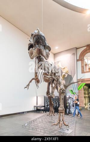 Frankfurt - 21. Mai 2024: Dinosaurierskelette im Frankfurter Senckenberg-Museum Stockfoto