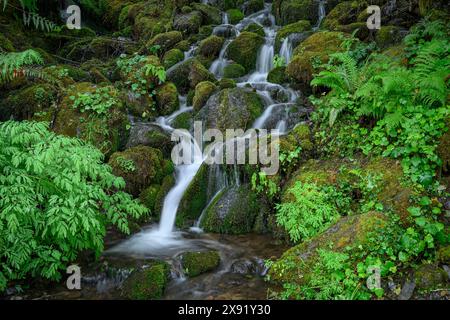 Ein kleiner Bach stürzt über moosige Felsen im Quinault-Viertel des Olympic National Park, Washington, USA. Stockfoto