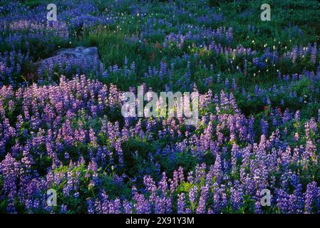 Lupinen-Wiese entlang des Nisqually Vista Trail im Paradise Area im Mount Rainier National Park, Washington. Stockfoto