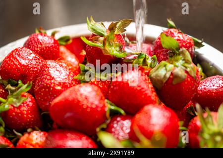 Erdbeeren werden im Spülbecken unter Süßwasser gespült, um Pestizide und andere Chemikalien zu entfernen. Stockfoto