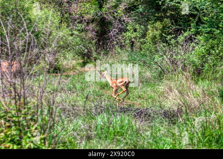 Baby-Impala-Antilope läuft im Busch Stockfoto