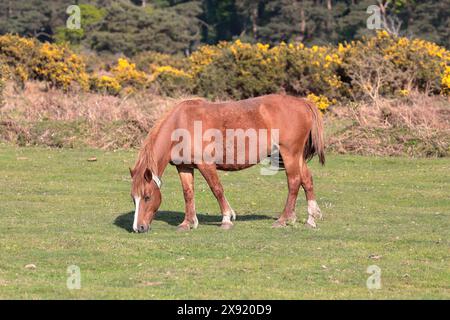 Ein braunes New Forest Pony isst Gras mit Ginster im Hintergrund, nach links gerichtet Stockfoto