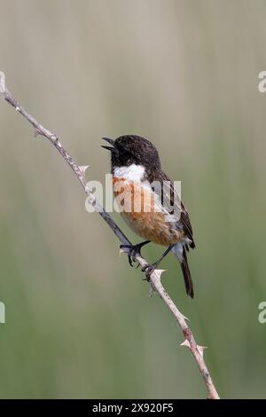 Ein einzelnes Steinechat (Chroicocephalus ridibundus) in Nahaufnahme, der auf einem Ast sitzt und in Richtung Kamera blickt Stockfoto