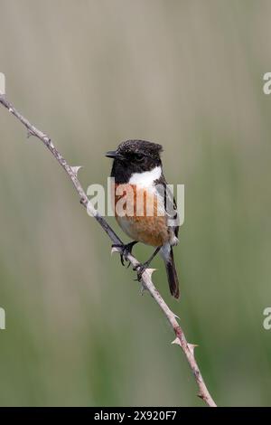 Ein einzelnes Steinechat (Chroicocephalus ridibundus) in Nahaufnahme, der auf einem Ast sitzt und in Richtung Kamera blickt Stockfoto