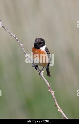 Ein einzelnes Steinechat (Chroicocephalus ridibundus) in Nahaufnahme, der auf einem Ast sitzt und in Richtung Kamera blickt Stockfoto