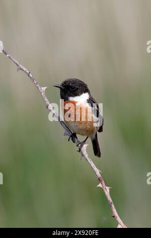 Ein einzelnes Steinechat (Chroicocephalus ridibundus) in Nahaufnahme, der auf einem Ast sitzt und in Richtung Kamera blickt Stockfoto