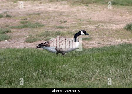 Eine einzige Kanadas-Gans (Branta canadensis), die von links nach rechts durch langes Gras läuft Stockfoto