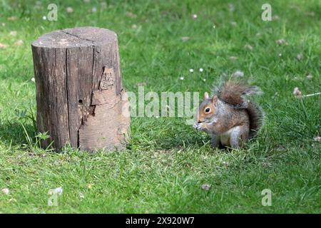 Ein graues Eichhörnchen (Sciurus carolinensis) isst Nüsse in einem Garten mit Gras, in der Nähe eines Baumstumpfes Stockfoto