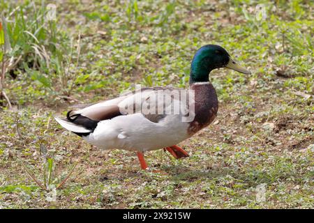 Eine männliche Stockente (Anas platyrhynchos), die von links nach rechts in sumpfigem Boden läuft Stockfoto