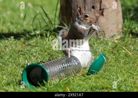 Ein graues Eichhörnchen (Sciurus carolinensis) isst Nüsse aus einem kaputten Vogelfutter in einem Garten mit Gras und einem Baumstumpf im Hintergrund Stockfoto