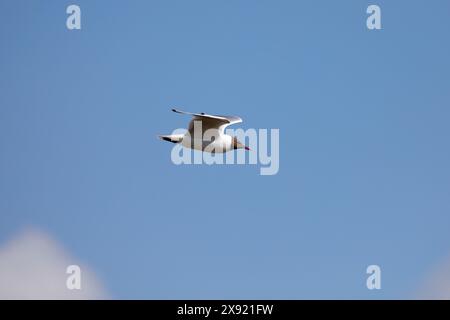 Eine einzelne Schwarzkopfmöwe (Chroicocephalus ridibundus), die von links nach rechts fliegt, mit blauem Himmel im Hintergrund Stockfoto