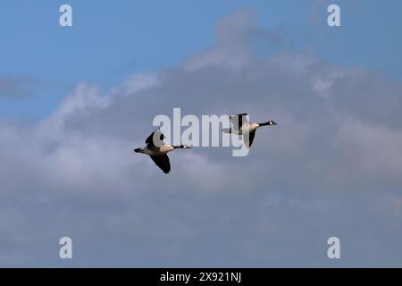 Zwei Kanadengänse (Branta canadensis) fliegen dicht beieinander bei bewölktem Himmel von links nach rechts Stockfoto