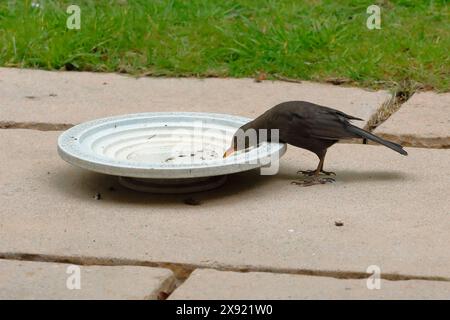 Eine männliche Amsel (Turdus merula) trinkt aus einem weißen Vogelbad auf einer Terrasse in einem Garten mit Gras dahinter Stockfoto