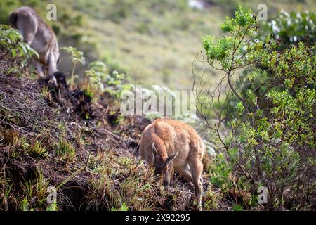 Nilgiri tahr umherstreift den Eravikulam-Nationalpark in den Kannan Devan Hills in der Nähe von Munnar. Sie befindet sich im Devikulam Taluk von Idukk Stockfoto