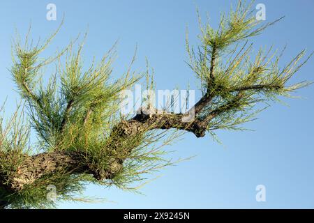 Zweig eines Tamarix GallicaTree Stockfoto