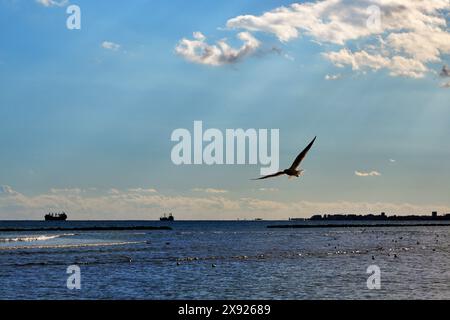 Eine Möwe, die am öffentlichen Strand in Oroklini mit der Stadt Larnaka, Zypern, im Hintergrund fliegt Stockfoto