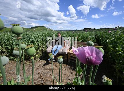 28. Mai 2024, Baden-Württemberg, Eröenbach: Landwirt Stefan Kerner sitzt auf einem Sofa auf seinem Mohnfeld. Nachdem Touristen einige seiner Pflanzen beim Fotografieren im malerischen Mohnfeld beschädigt hatten, schuf er einen Pfad auf dem Feld. Mit einem Sofa als Ziel. Foto: Bernd Weißbrod/dpa Stockfoto