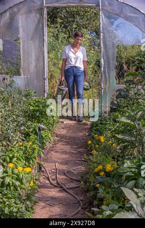 Junge Frau, die das Gewächshaus mit einer Gießkanne in der Hand betritt Bio-Gemüsegarten in einem Gewächshaus 016643 019 Stockfoto