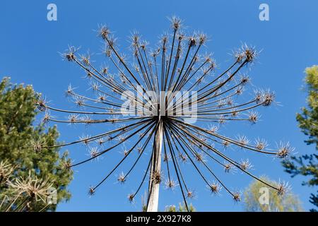 Sosnowsky's Hogweed, Heracleum sosnowskyi. TrockenBlütenstände von Hogweed-Pflanzen auf blauem Hintergrund Stockfoto