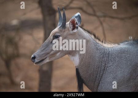 Blue Bull oder Nilgai in Jhalana Stockfoto