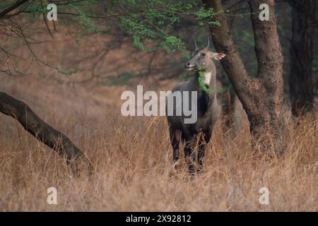 Blue Bull oder Nilgai in Jhalana Stockfoto