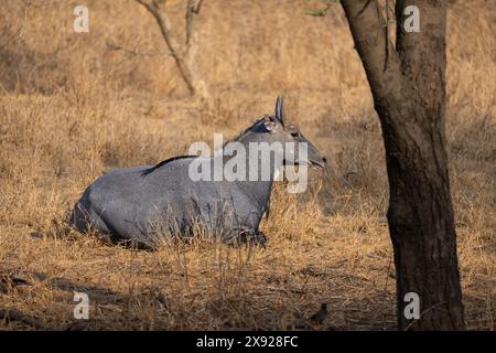 Blue Bull oder Nilgai in Jhalana Stockfoto