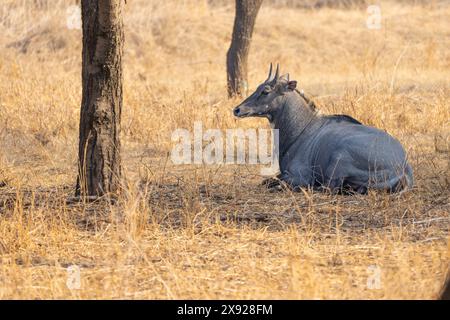 Blue Bull oder Nilgai in Jhalana Stockfoto