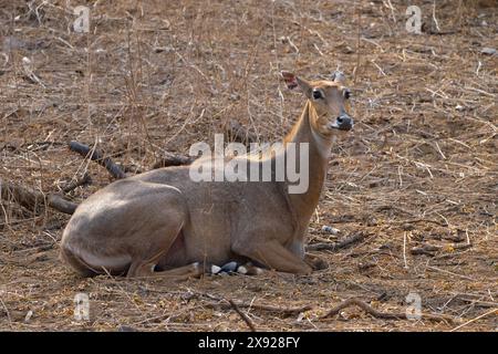 Blue Bull oder Nilgai in Jhalana Stockfoto