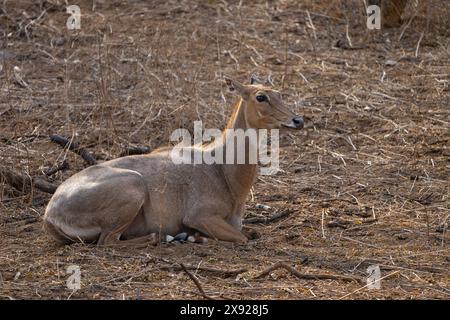 Blue Bull oder Nilgai in Jhalana Stockfoto