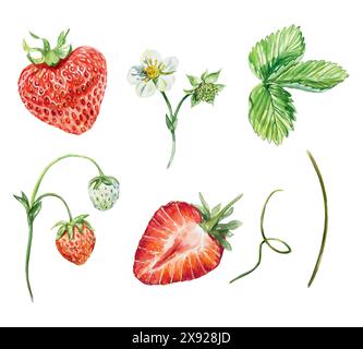 Erdbeerset, Aquarell. Grüne Blätter, rote Beeren, Blumen, Stängel, Ranken. Vektorabbildung. Für Karten, Einladungen, Briefe, Banner, Tee, j Stock Vektor