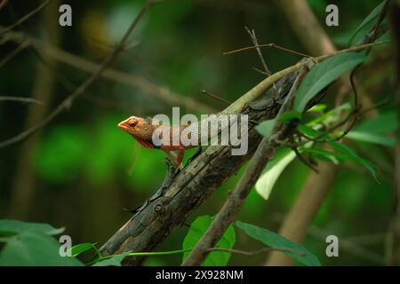 Oriental GardenLizard (Calotes versicolor), auch östliche Garteneidechse, indische Garteneidechse, gewöhnliche Garteneidechse, Blutsauger Stockfoto