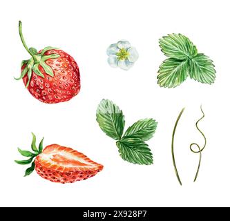 Erdbeerset, Aquarell. Grüne Blätter, Blumen, rote Beeren, Stängel, Ranken. Vektorabbildung. Für Karten, Einladungen, Briefe, Banner, Tee, j Stock Vektor