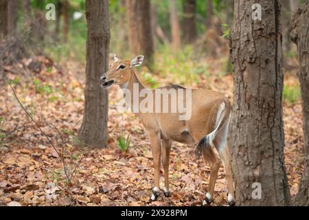 Blue Bull oder Nilgai in Jhalana Stockfoto