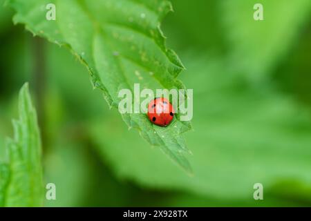 Ein Marienkäfer thront zart auf einem lebendigen grünen Blatt in einem ruhigen Moment der Harmonie mit der Natur Stockfoto