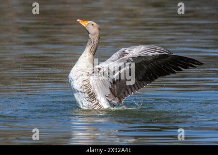 Die Graugans breitet ihre Flügel auf dem Wasser aus. Anser anser ist eine Art von Großgans aus der Wasservogelfamilie Anatidae und der Typusart der g Stockfoto