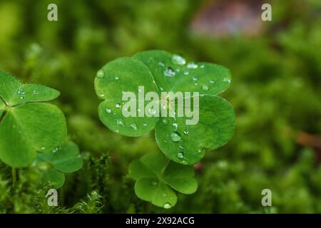 Ein Nahfoto zeigt einen vierblättrigen Kleeblatt mit Wassertropfen im Fokus Stockfoto