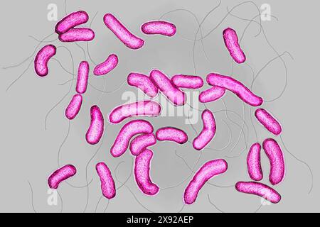 Cholera bacilli oder Cholera vibrio Vibrio cholerae. Cholera ist eine ansteckende epidemische enterische Vergiftung Infektion. Bei unbehandelter Behandlung ist die klassische Hauptform in mehr als der Hälfte der Fälle tödlich. Bild aus einer optischen X 1000-Mikroskopie. Cholera-Bazillen 016813 013 Stockfoto