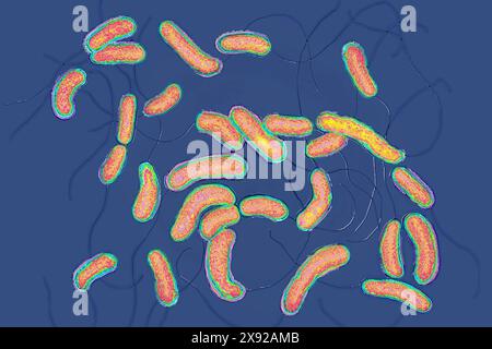 Cholera bacilli oder Cholera vibrio Vibrio cholerae. Cholera ist eine ansteckende epidemische enterische Vergiftung Infektion. Bei unbehandelter Behandlung ist die klassische Hauptform in mehr als der Hälfte der Fälle tödlich. Bild aus einer optischen X 1000-Mikroskopie. Cholera-Bazillen 016813 016 Stockfoto