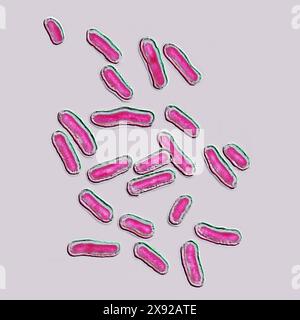 Salmonellen sind die Bakterien, die für die Salmonellose verantwortlich sind, eine sehr weit verbreitete lebensmittelbedingte Krankheit. Salmonellose ist in der Regel durch einen akuten Ausbruch von Fieber, Bauchschmerzen, Durchfall, Übelkeit, starker Dehydratation, Sepsis. Bild aus optischer Mikroskopie. Salmonellenbakterien 016813 041 Stockfoto