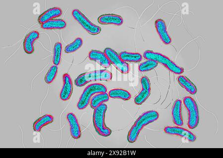 Cholera bacilli oder Cholera vibrio Vibrio cholerae. Cholera ist eine ansteckende epidemische enterische Vergiftung Infektion. Bei unbehandelter Behandlung ist die klassische Hauptform in mehr als der Hälfte der Fälle tödlich. Bild aus einer optischen X 1000-Mikroskopie. Cholera-Bazillen 016813 015 Stockfoto