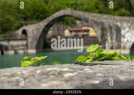 Eine farbenfrohe Eidechse an einer Wand vor der Magdalenbrücke - Teufelsbrücke - in der Nähe von Lucca in der Toskana, Italien, mit wunderschönen grünen Bäumen darüber. Stockfoto