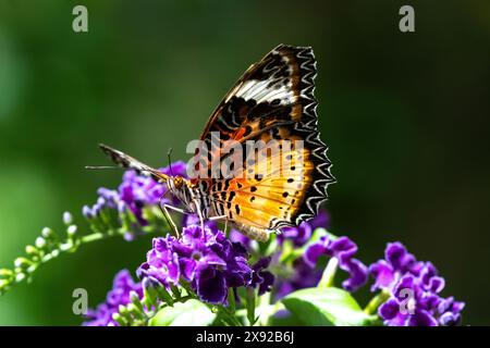 Leopardenschnürschmetterling (Cethosia cyane) auf violetten Blüten auf der Insel Aruba. Grüne Pflanzen im Hintergrund. Stockfoto