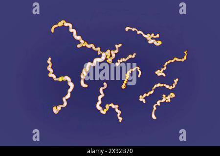 Borrelia - pathogene Bakterien Spirochaetota verantwortlich für Lyme-Borreliose, Borrelia burgdorferi, Borrelia spielmanii, Borrelia garinii und Borrelia afzelii geben andere Varianten der Lyme-Borreliose. Borrelienbakterien 016813 012 Stockfoto