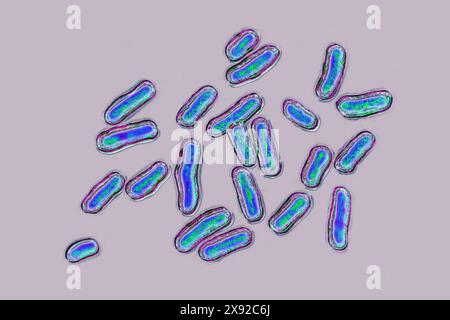 Salmonellen sind die Bakterien, die für die Salmonellose verantwortlich sind, eine sehr weit verbreitete lebensmittelbedingte Krankheit. Salmonellose ist in der Regel durch einen akuten Ausbruch von Fieber, Bauchschmerzen, Durchfall, Übelkeit, starker Dehydratation, Sepsis. Bild aus optischer Mikroskopie. Salmonellenbakterien 016813 039 Stockfoto