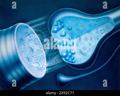 Synapse zwischen zwei Neuronen. Der von den Neuronen des Axons übertragene Nervenstrom löst die Freisetzung von Neurotransmittern aus den Neurotransmittervesikeln im Nervenende aus. Diese Neurotransmitter durchqueren die Synapse und stimulieren das nächste NERVENZELLNEURON 001248 004 Stockfoto
