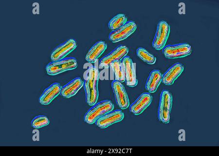 Salmonellen sind die Bakterien, die für die Salmonellose verantwortlich sind, eine sehr weit verbreitete lebensmittelbedingte Krankheit. Salmonellose ist in der Regel durch einen akuten Ausbruch von Fieber, Bauchschmerzen, Durchfall, Übelkeit, starker Dehydratation, Sepsis. Bild aus optischer Mikroskopie. Salmonellenbakterien 016813 040 Stockfoto