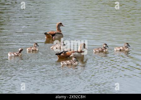 Ägyptische Gänsefamilie (Alopochen aegyptiaca), männliche und weibliche ägyptische Gänse mit jungen Gänsen auf Wasser oder See, West Sussex, England, Großbritannien Stockfoto