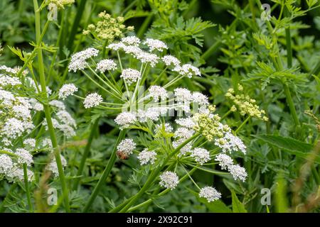 Hemlock-Wassertropfkraut (Oenanthe crocata), eine giftige Pflanze oder Wildblume, die im Mai blüht, England, Vereinigtes Königreich Stockfoto